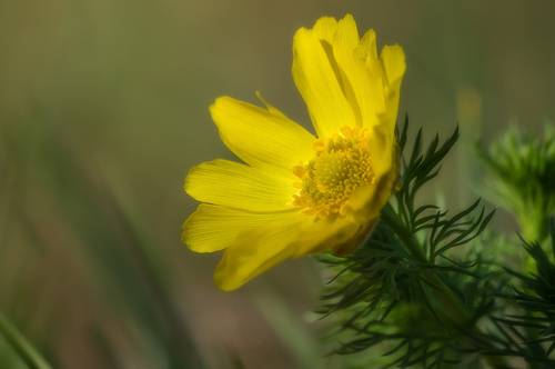 Адонис весенний