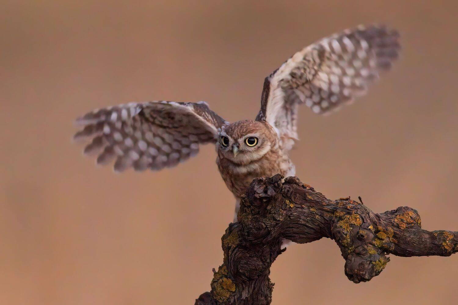 , Евгений Фруман