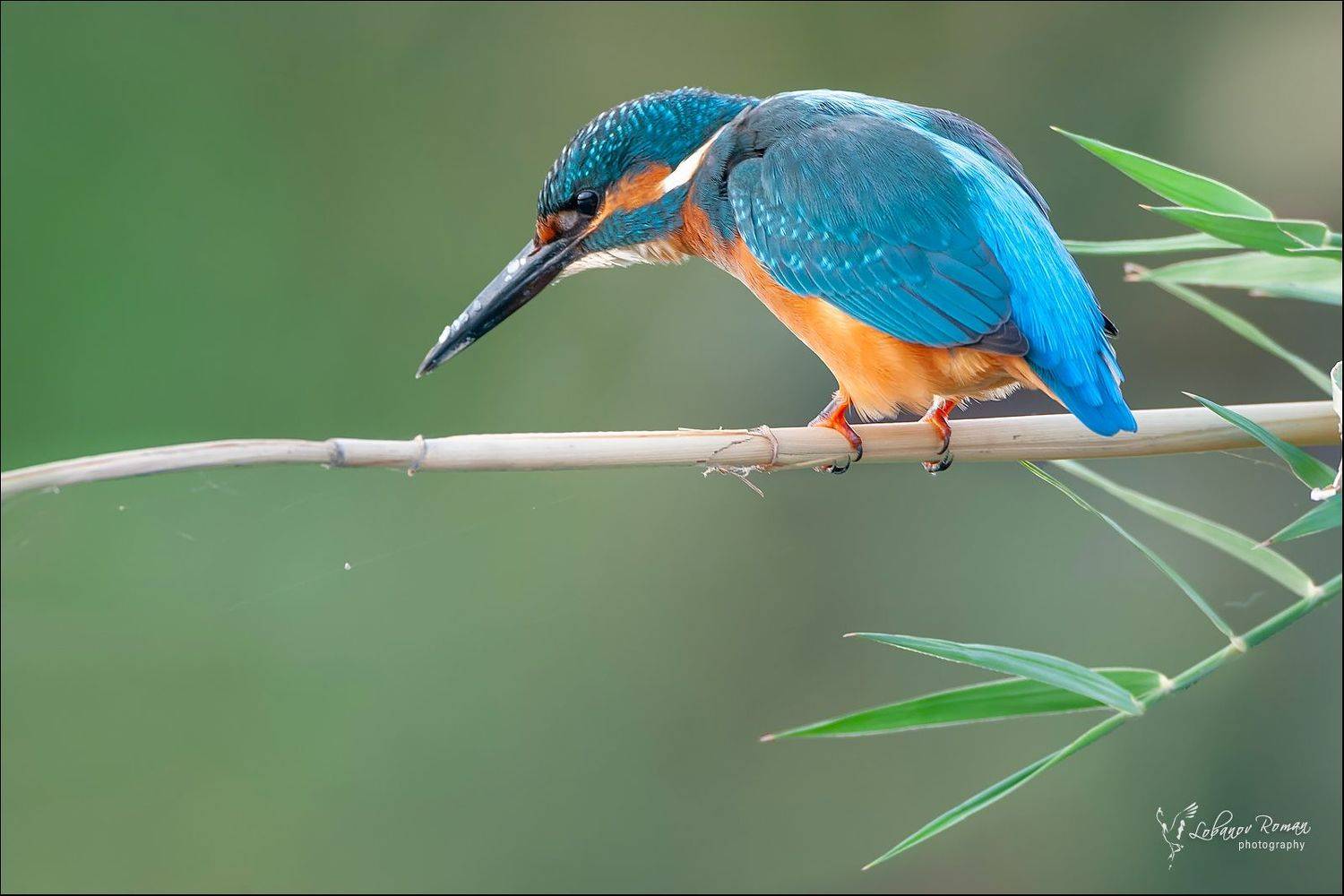 , Лобанов Роман