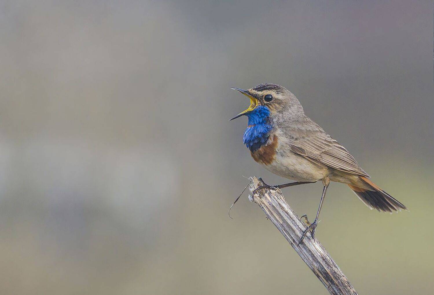 птица, варакушка, самец, Михаил Агеев