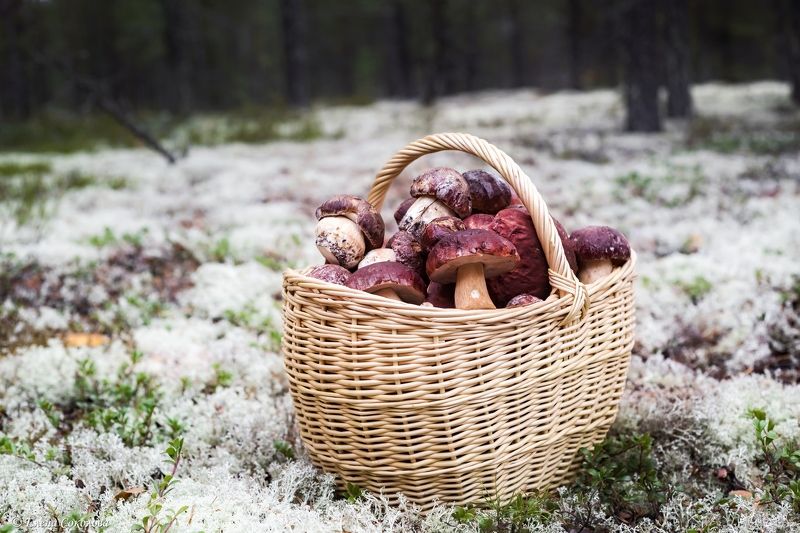 грибы, белые, ягель, осенний лес, корзина грибов Боровички фото превью