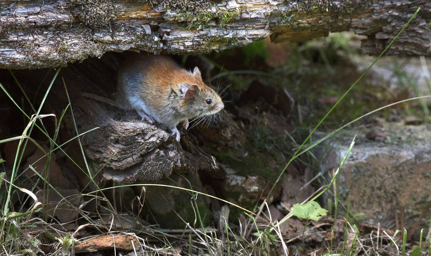, Макеев Алексей