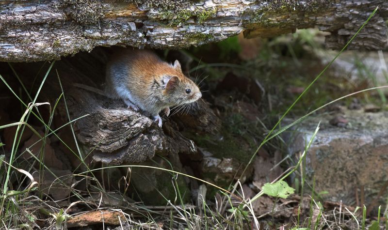 ... фото превью
