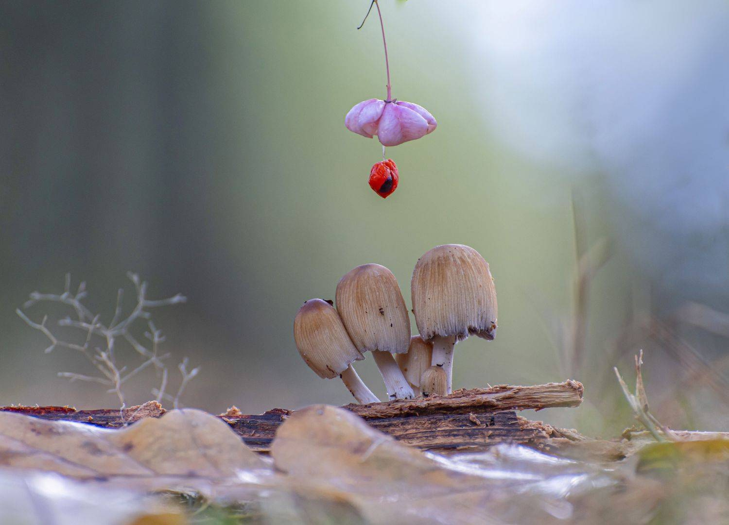 гриб,природа, осень,лес,бересклет, Андрей Киселёв