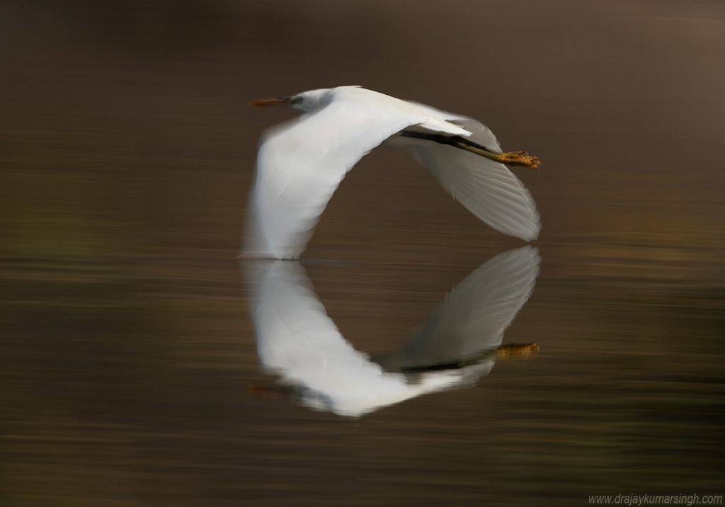 Western reef heron panning, Dr Ajay Kumar Singh