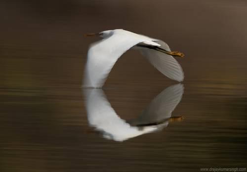 Western reef heron