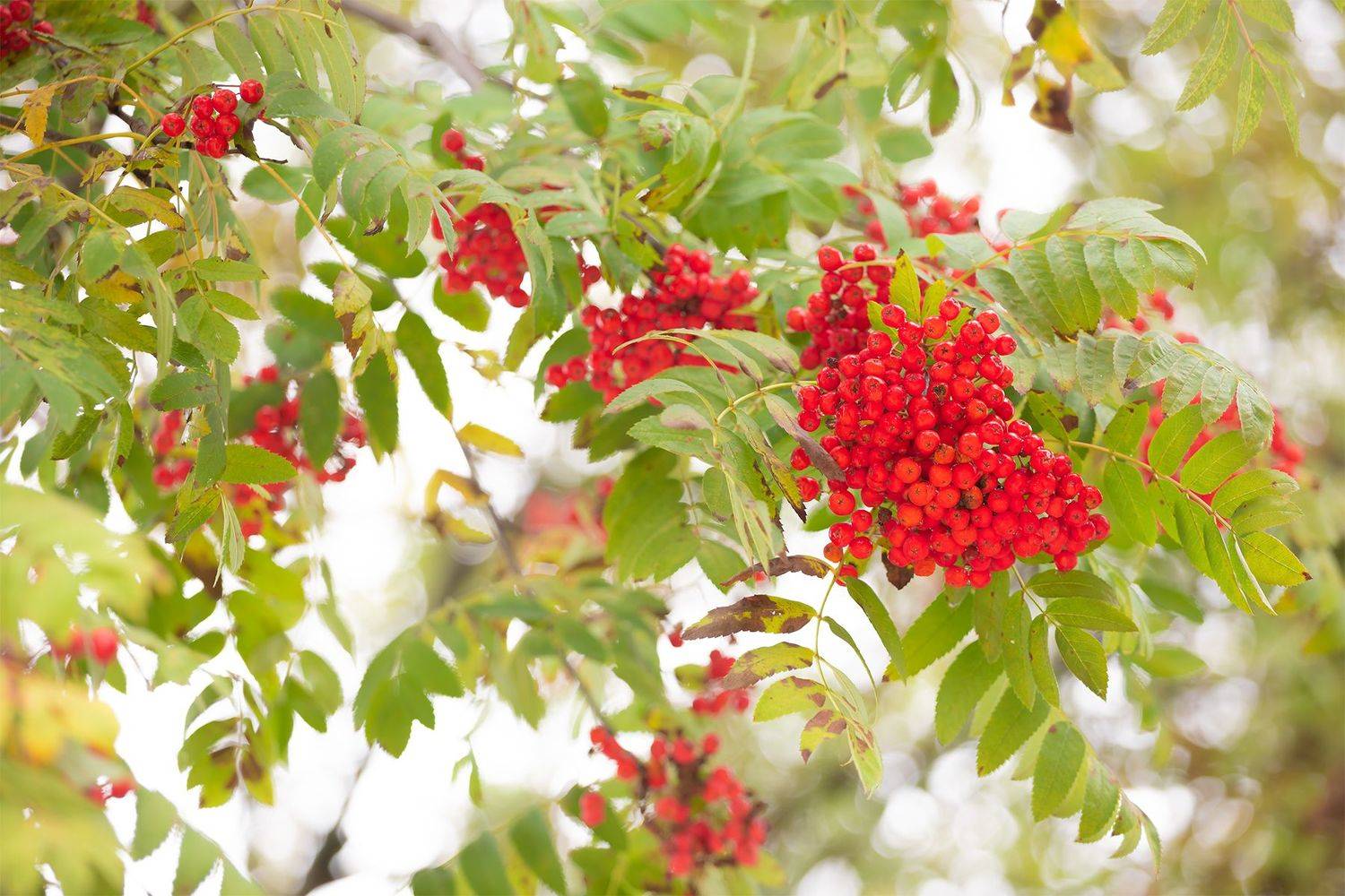 , Чудинин Дмитрий