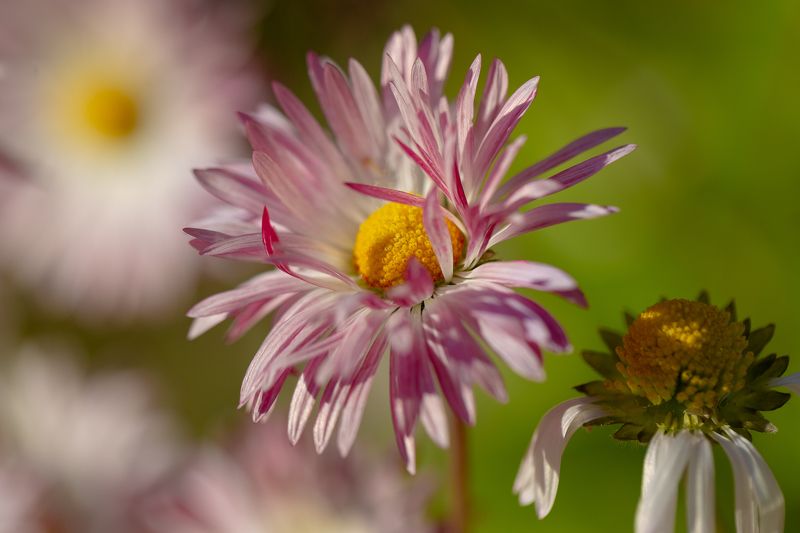 #nature #flora #flowers #plant #beautifull #природа #растения #цветы #макро Planet Earth фото превью