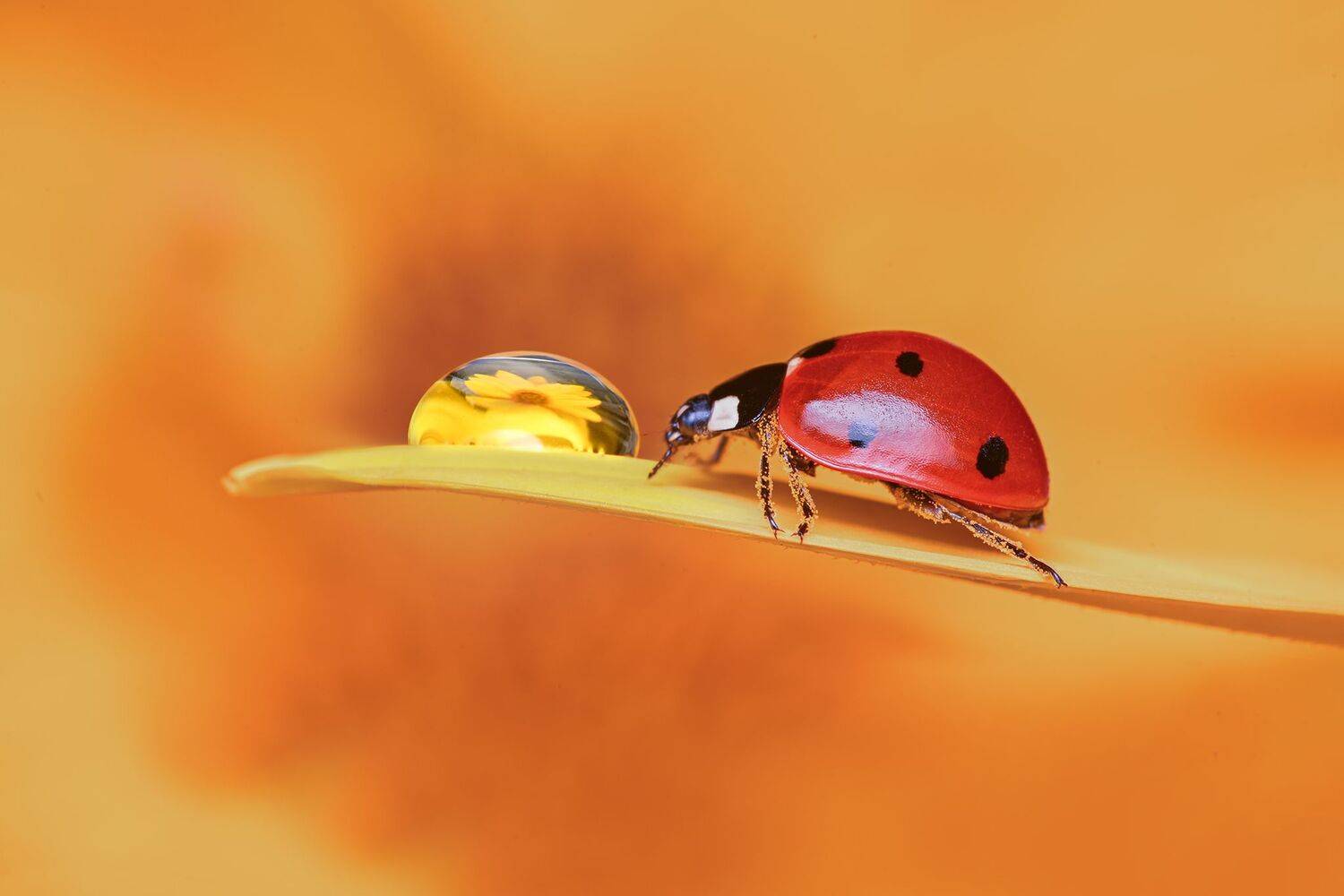 ceclii, macro, Tsvetan Ganev