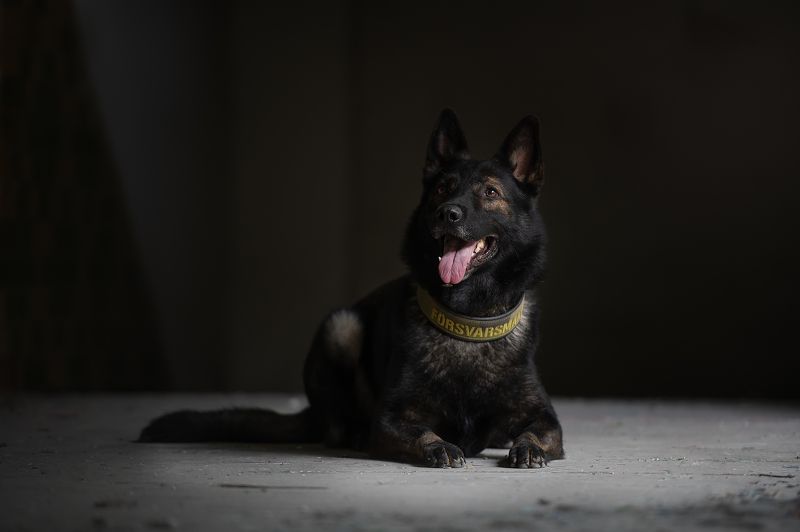 В засаде фото превью