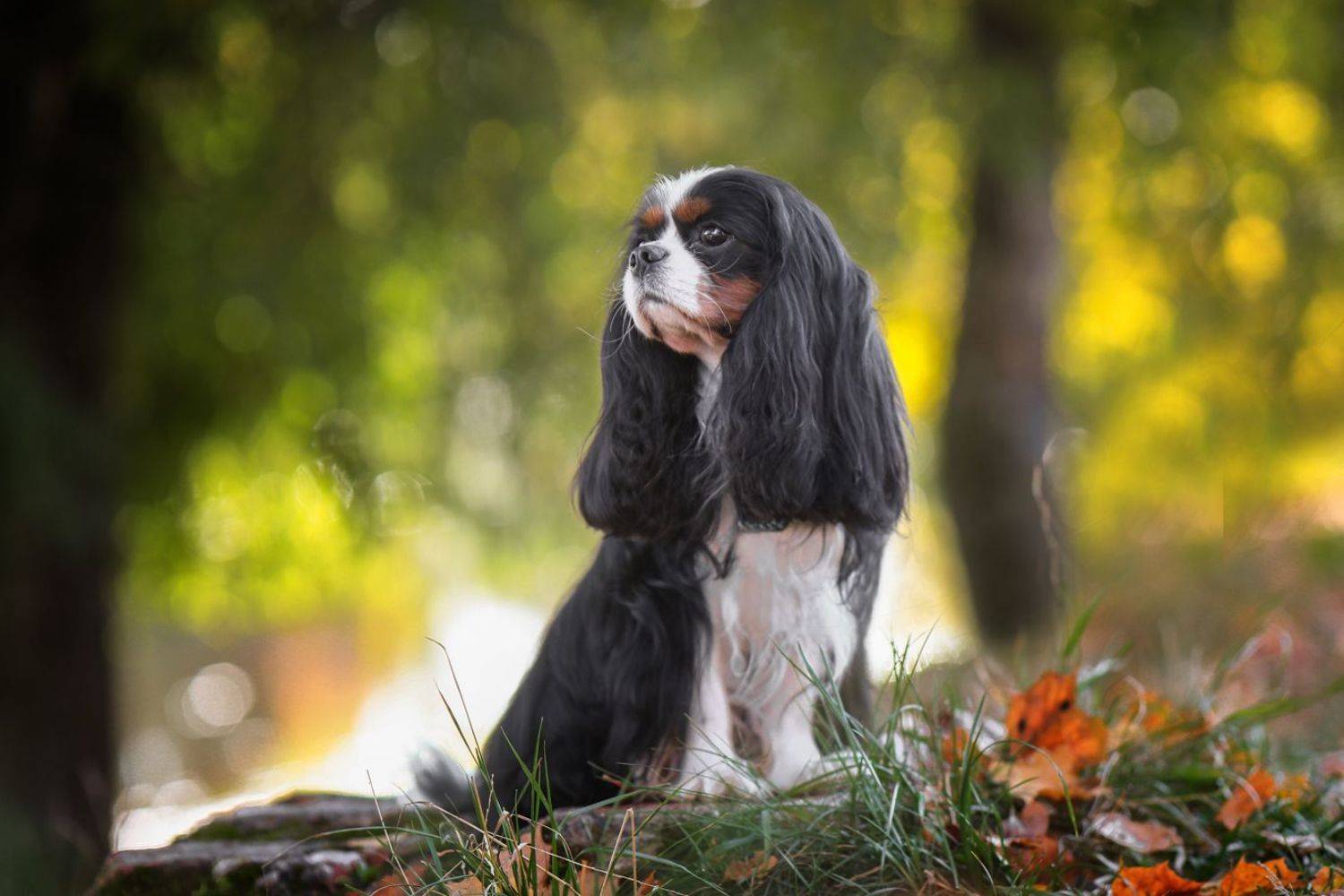 , Андрей Ершов