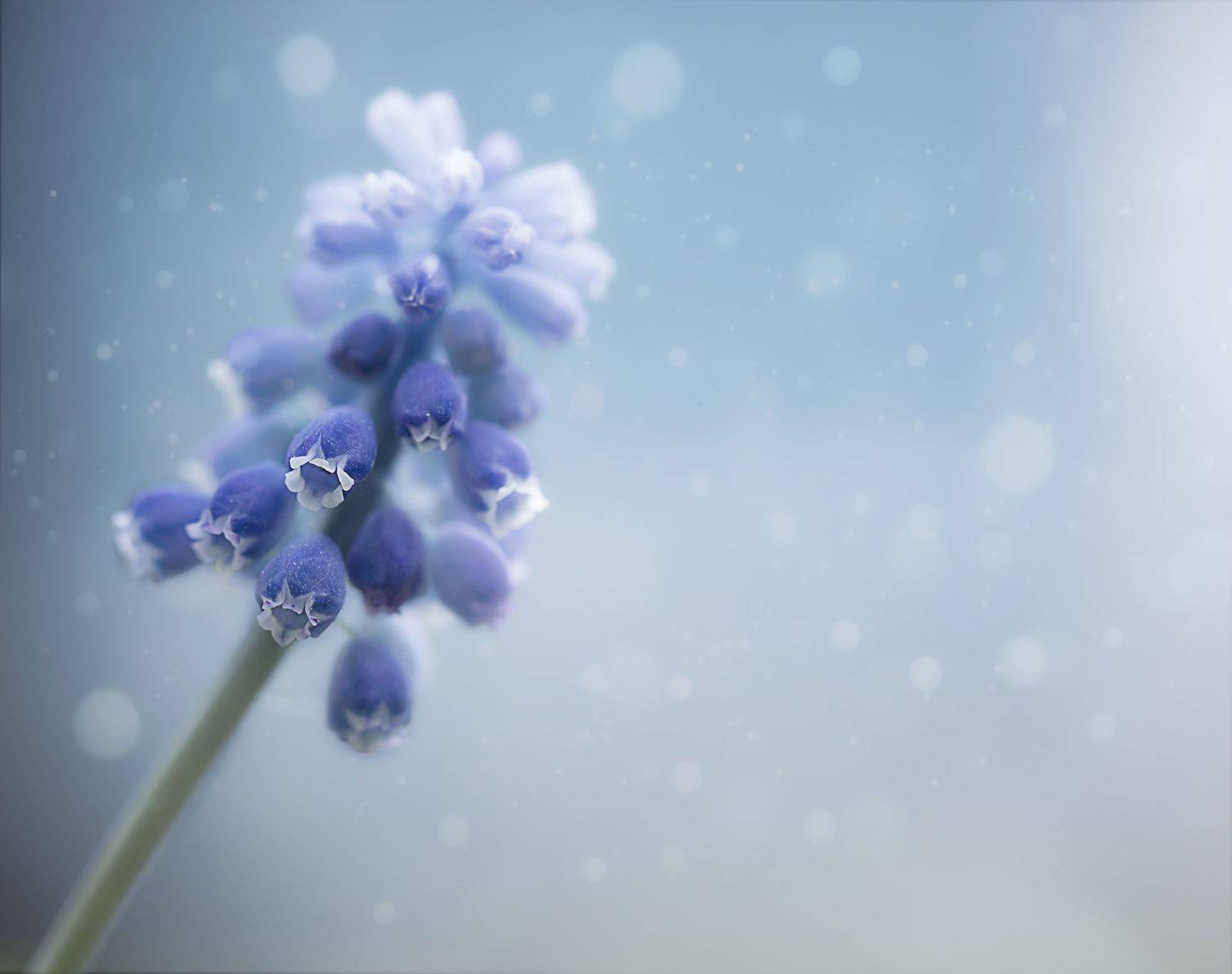 blue, macro, flowers, spring, цветы, макро, Мария Обидина