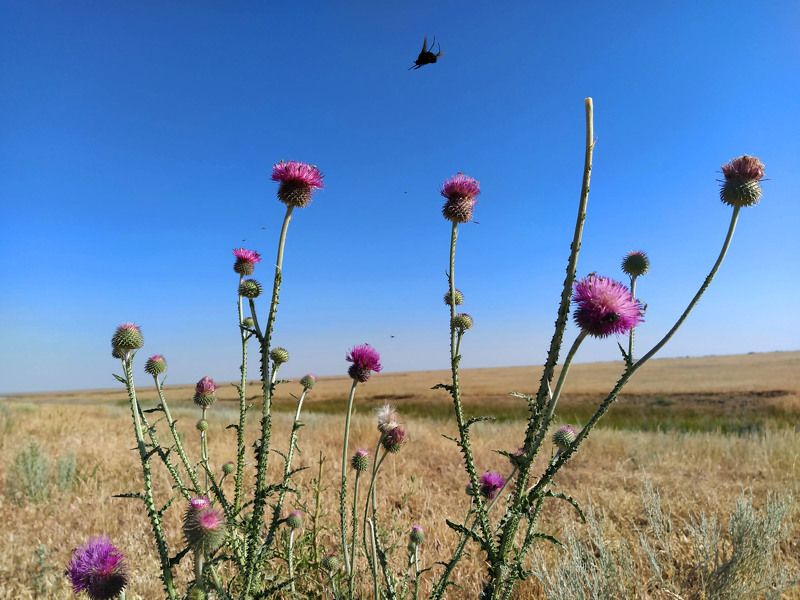 шмель, раздолье, цветы, степь, расторопша Раздолье для шмеля фото превью