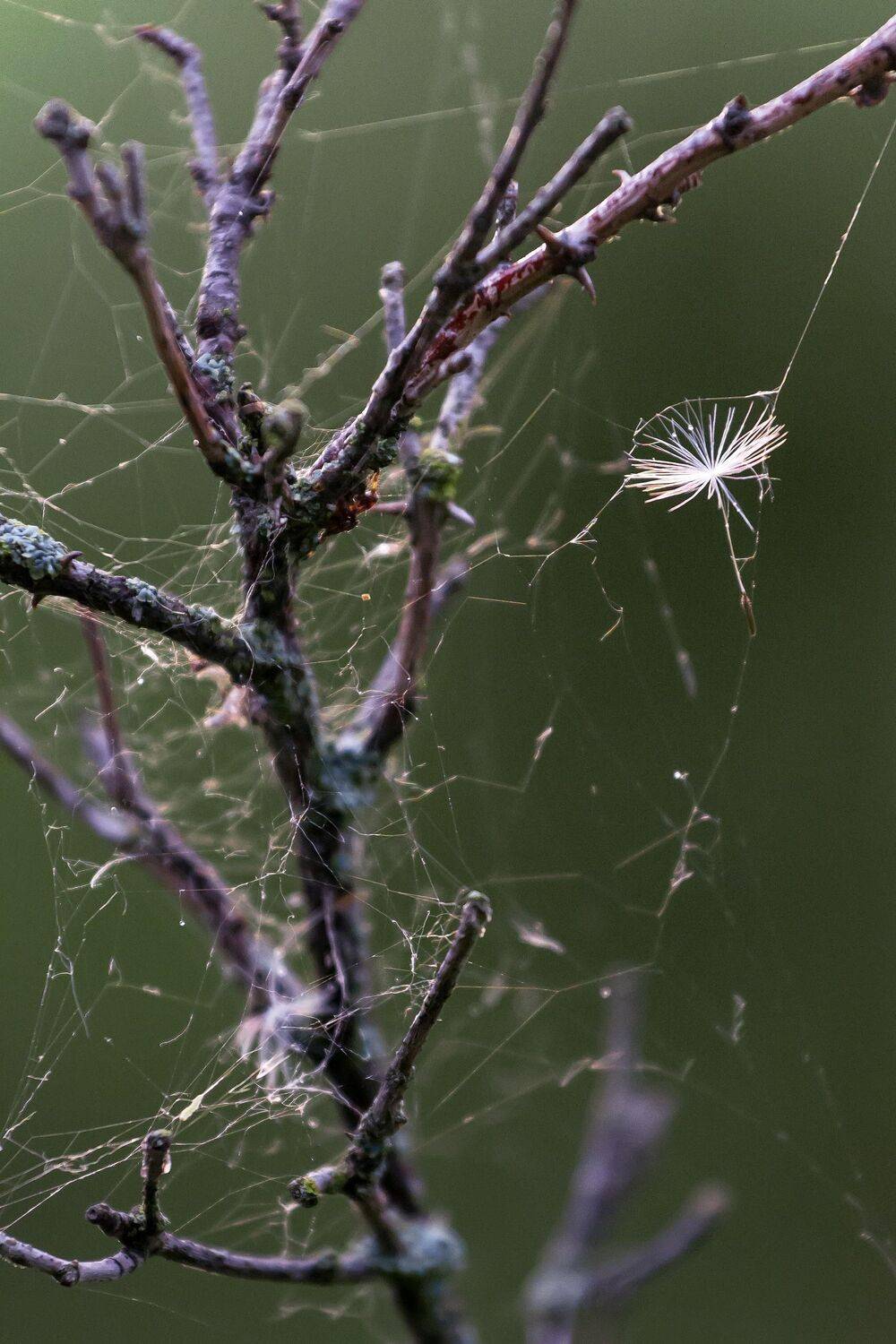, Чепрасова Мария