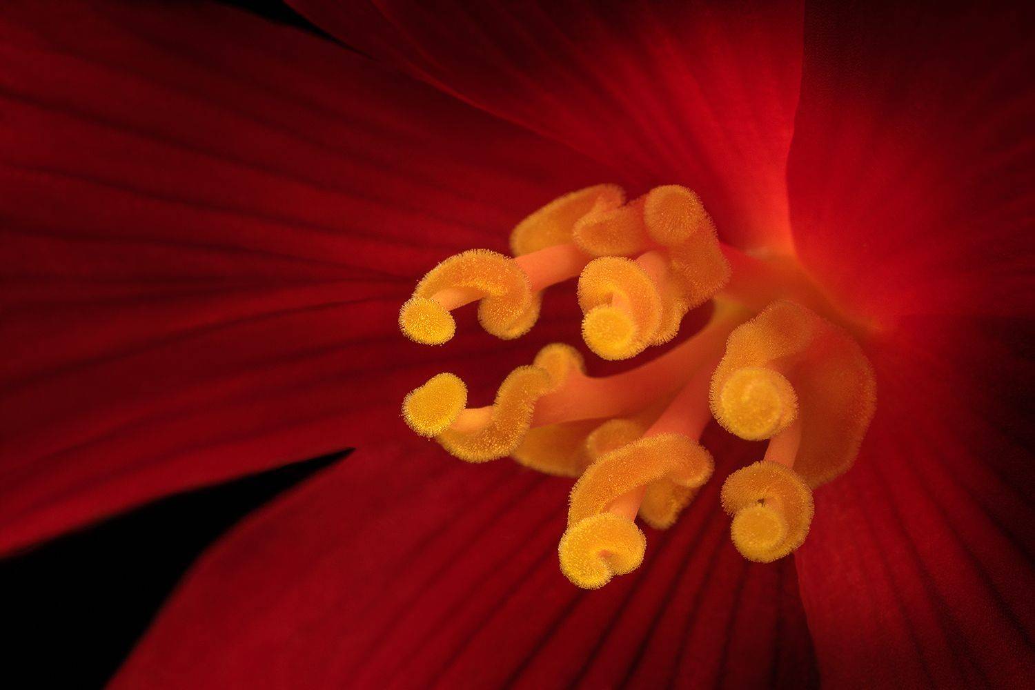 макромир, цветок, лепестки, бегония, макро, красный, Ольга ЯR