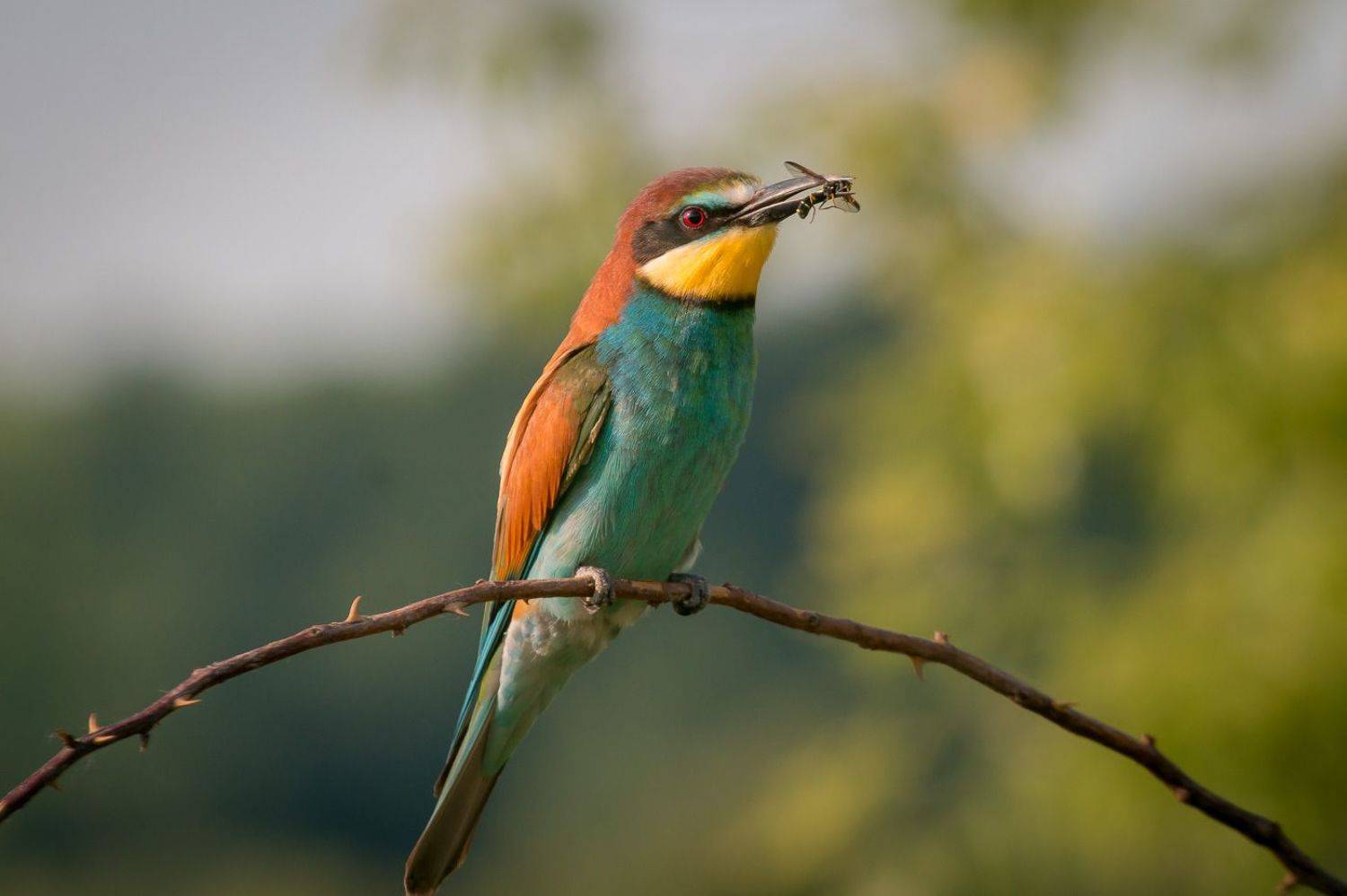 золотистая щурка, птицы, лето, birds, wildlife, bee-eater, Алексей Юденков