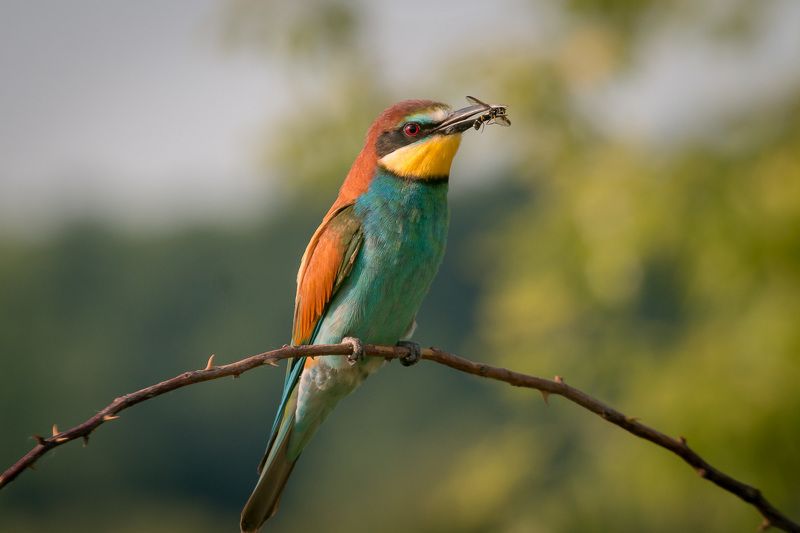 золотистая щурка, птицы, лето, birds, wildlife, bee-eater Щурка фото превью