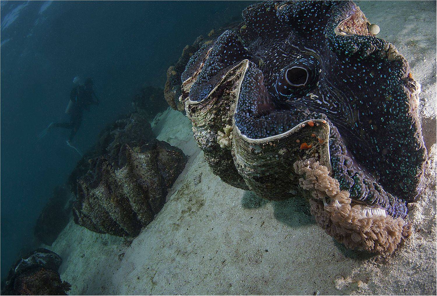 тридакна, тихий океан, филиппины, минданао, Сергей Гаспарян