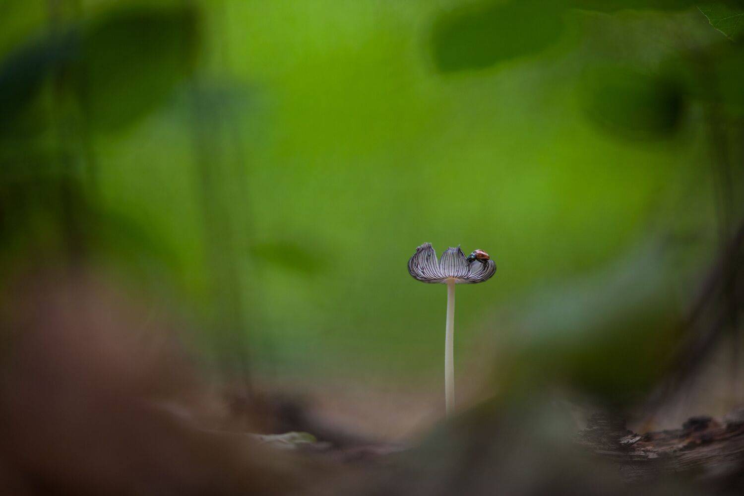 , Викулов Николай