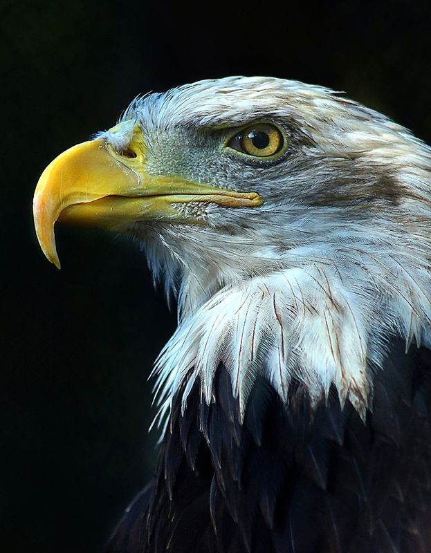 Белоголовый орлан фото превью