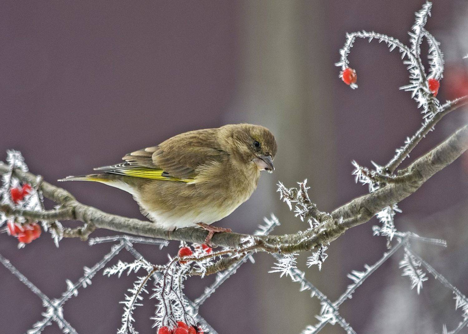, Андрей Мишин
