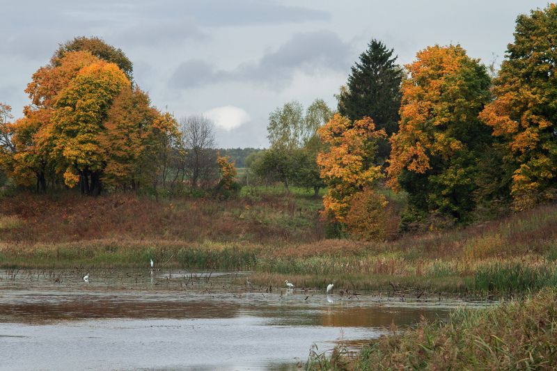 цапли фото превью