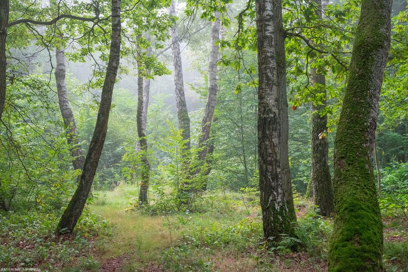 природа, осень, лес, туман Первые туманы фото превью