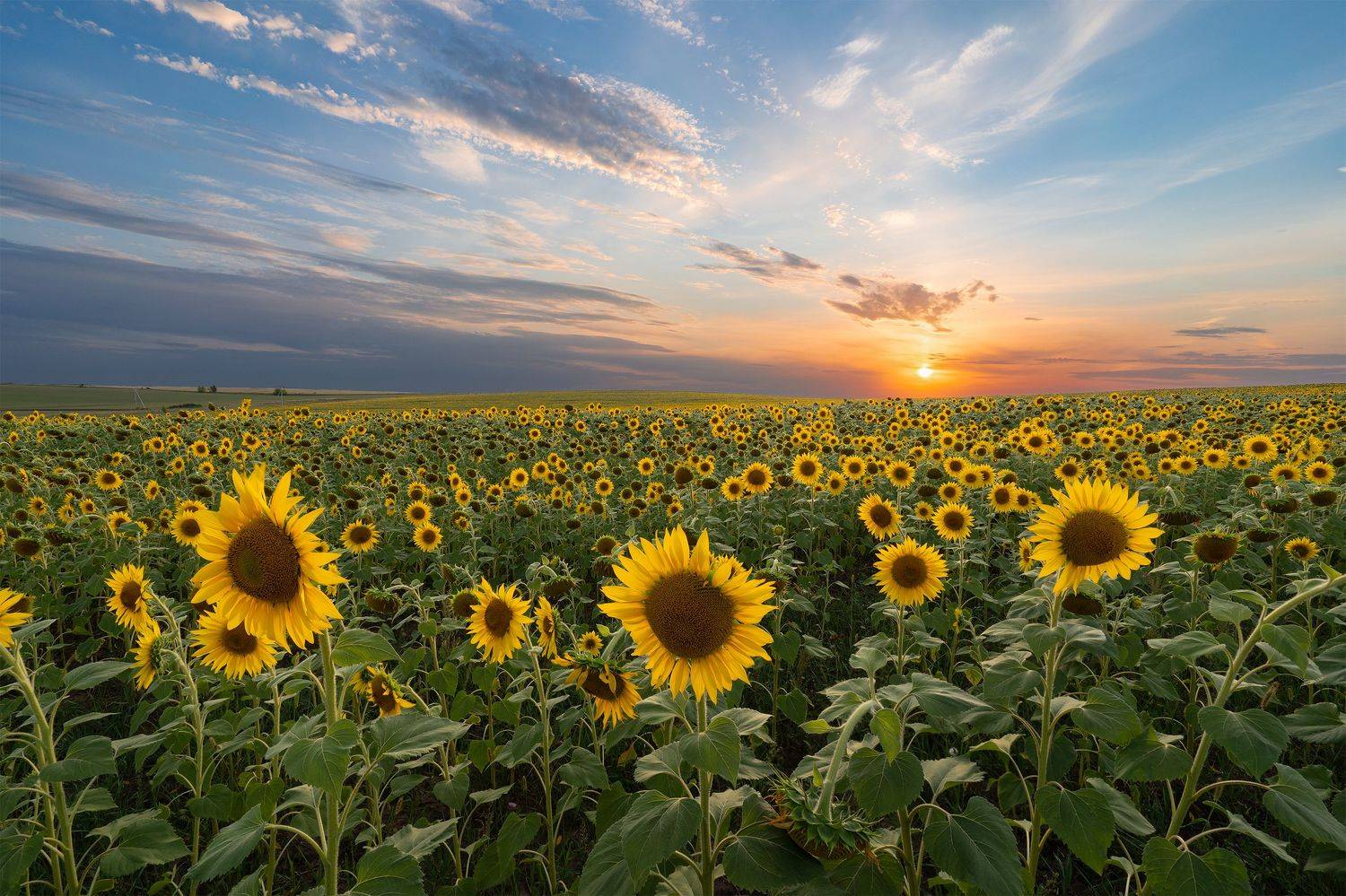 август, вечер, лето, поле, подсолнух, закат, деревня, Сергей Серушкин