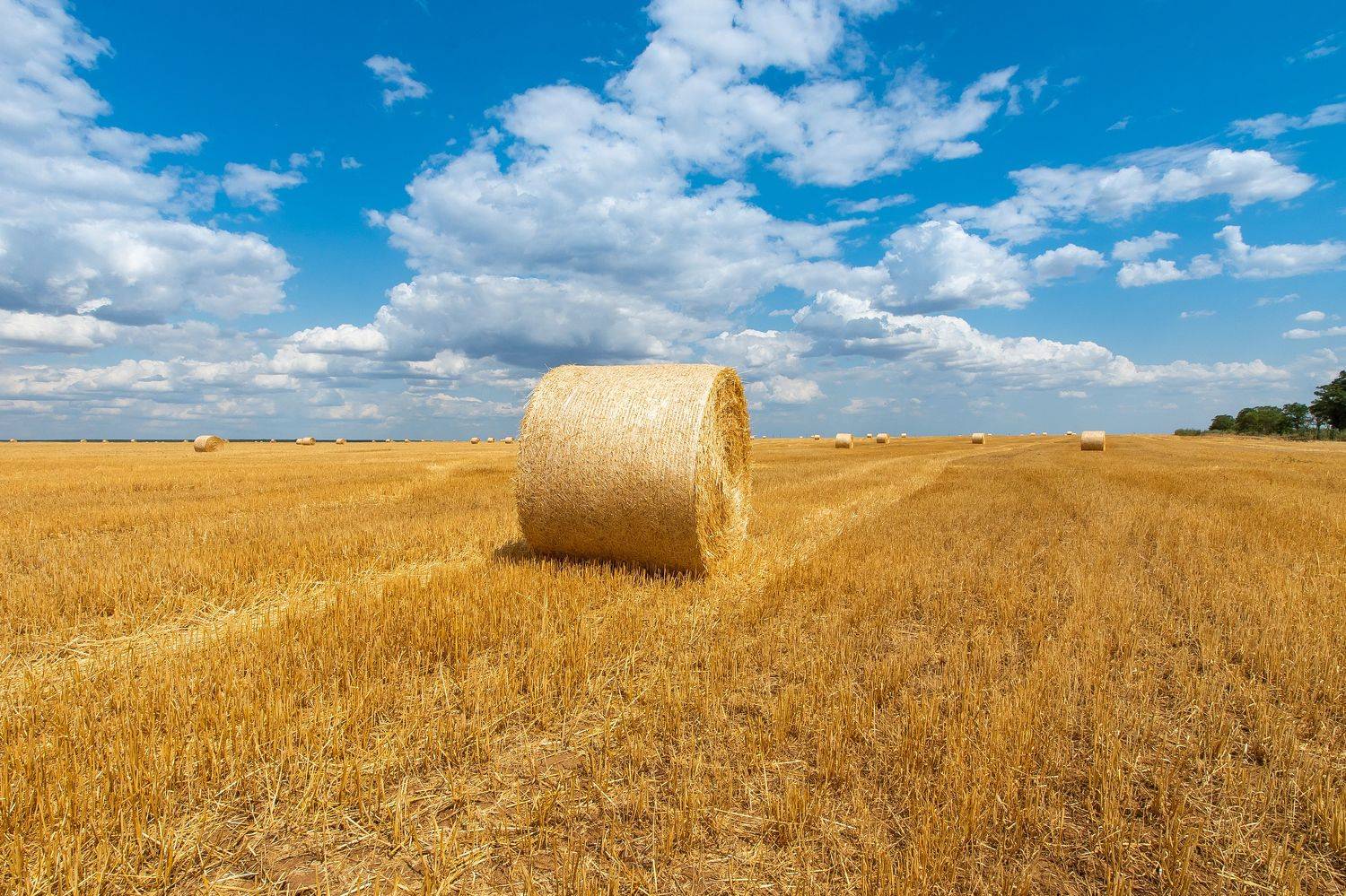 Autumn, filed, volgograd, russia, harvest, autumn, sun, , Сторчилов Павел