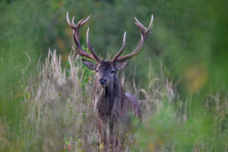 Briedis фото превью