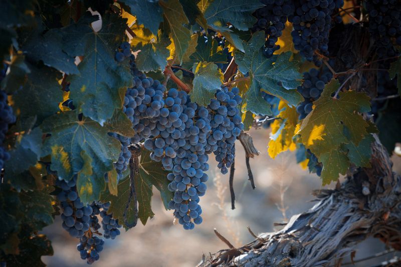 виноград, виноградник, урожай, лето Урожай фото превью