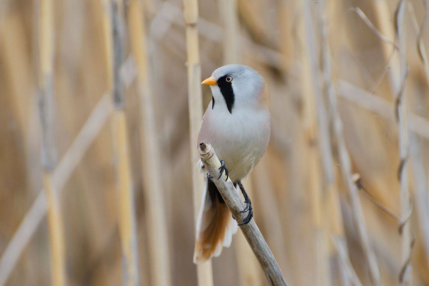 усатая синица, самец, Михаил Агеев