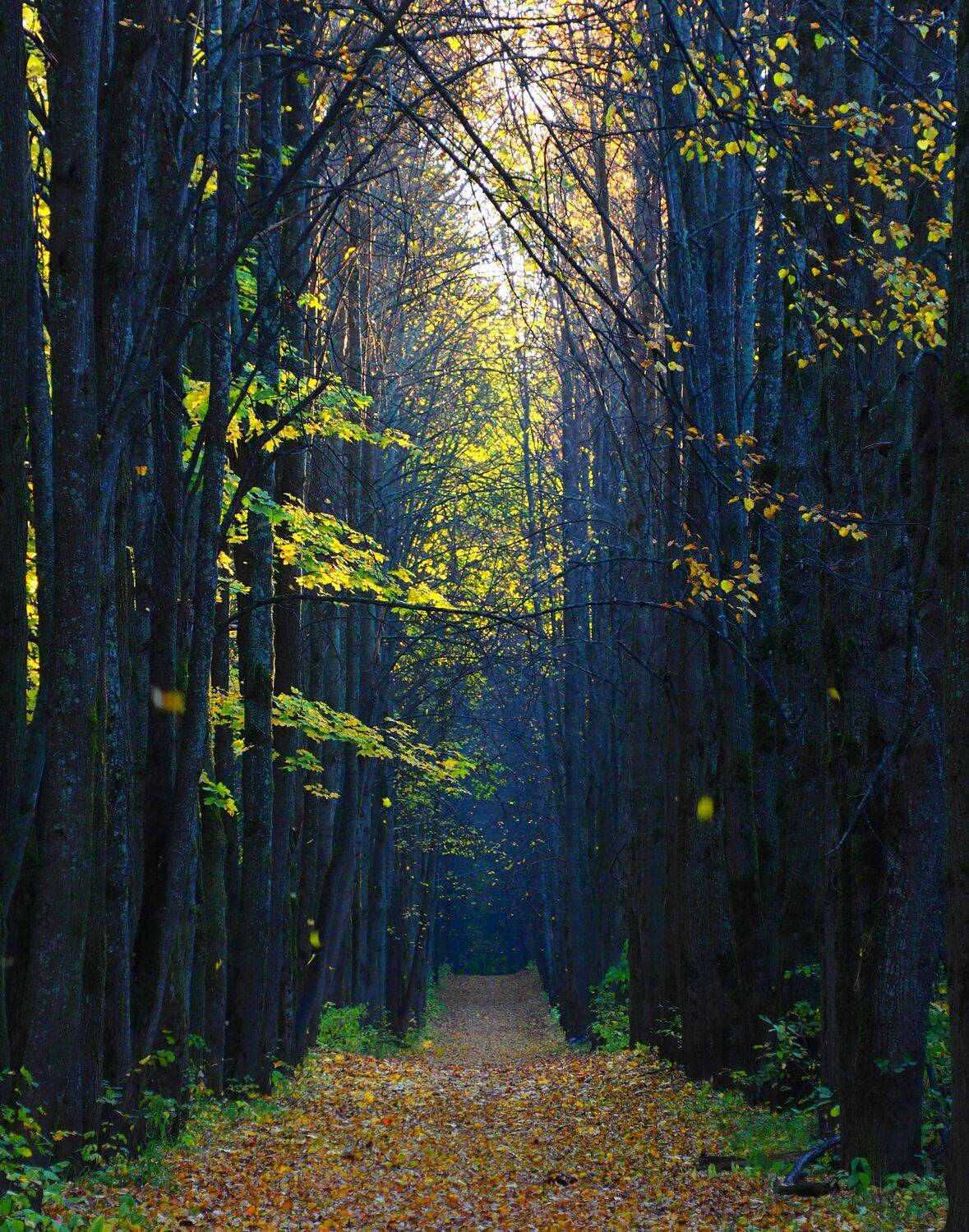 , Андрей Перешеин