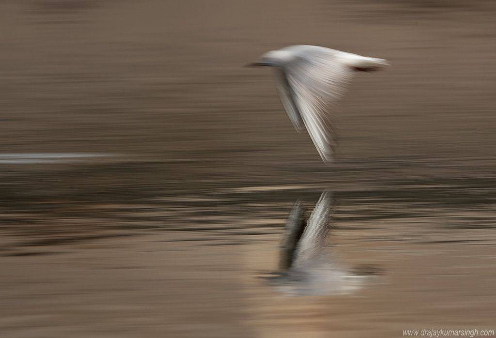 gull panning, Dr Ajay Kumar Singh