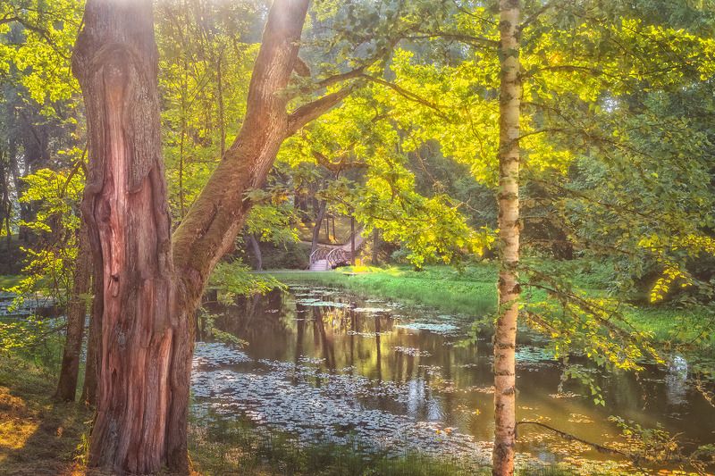 утреняя прогулка  фото превью