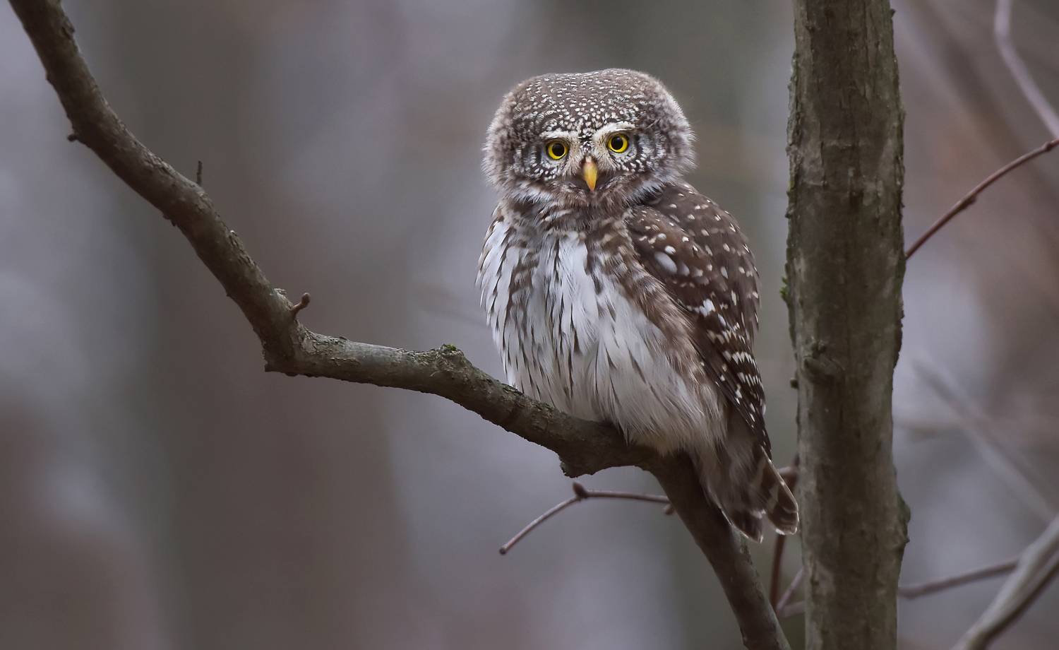 , Макеев Алексей