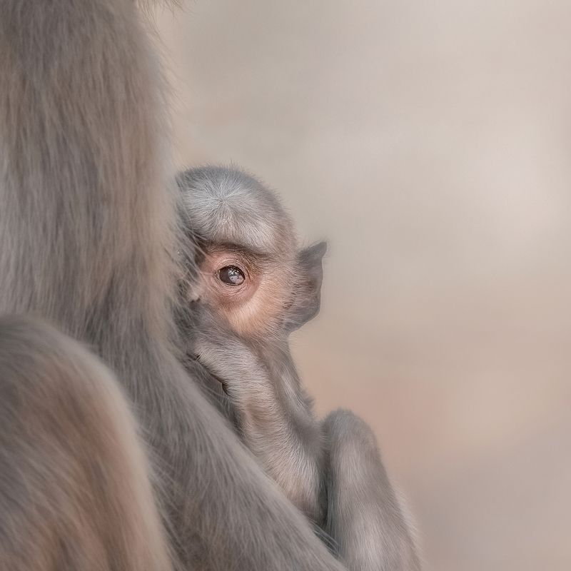 nature, animal, wildlife Peekaboo фото превью