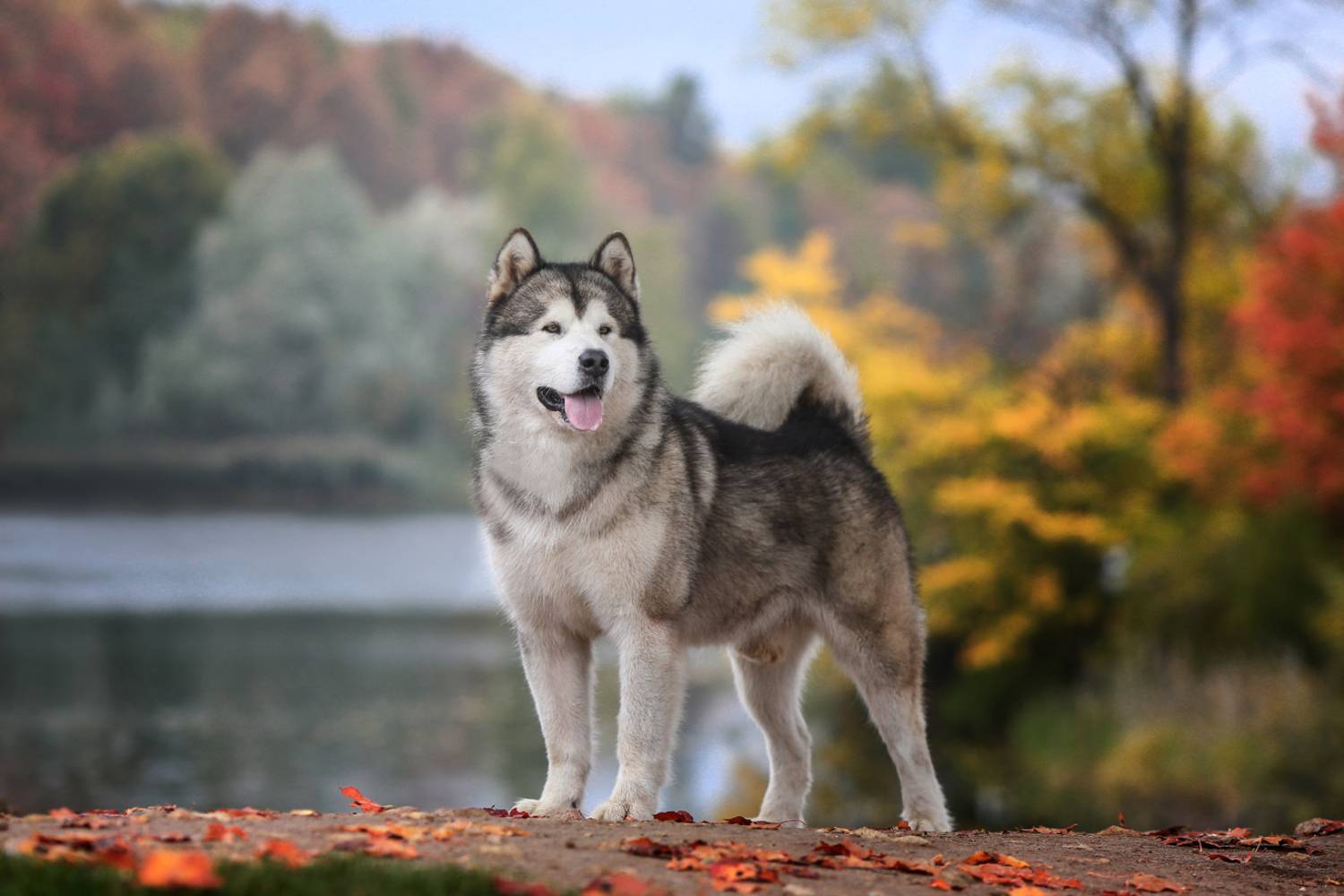 , Андрей Ершов