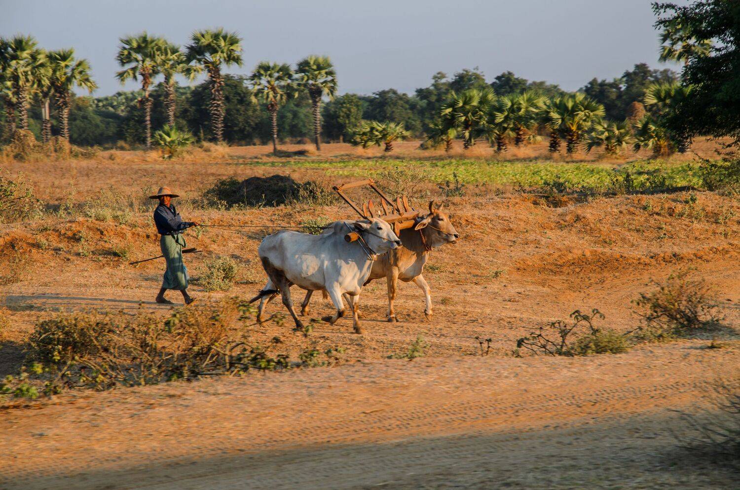 мьянма, бирма, крестьянин, сельская жизнь, погонщик, упряжь, быки, поле, сельское хозяйство, народный, национальный, самобытный, Сытилин Павел