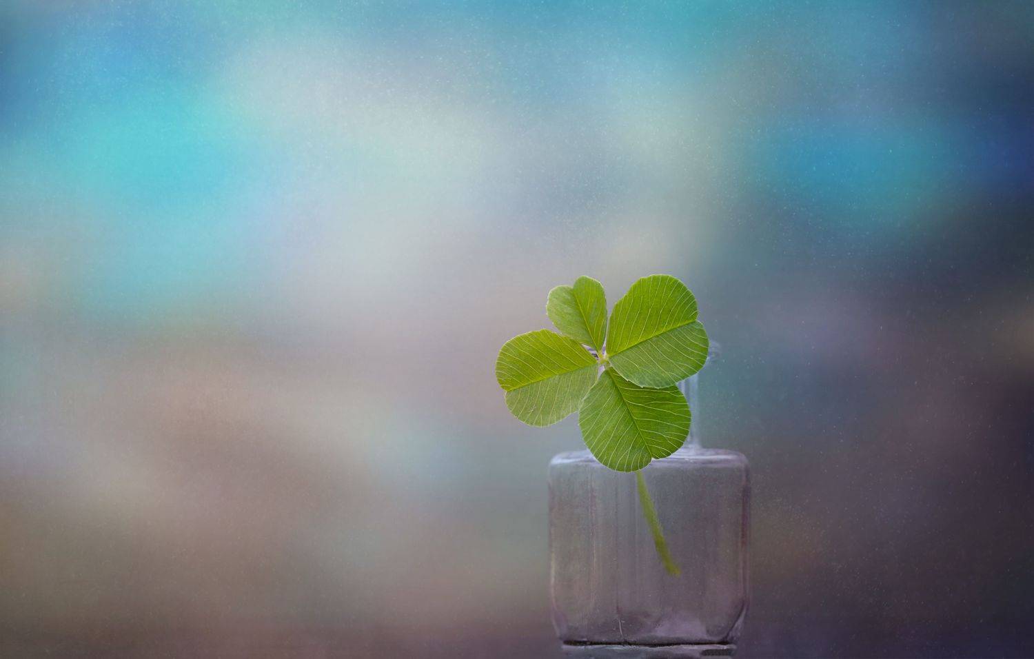 макро, натюрморт, macro, still life, green, clover, клевер, Мария Обидина