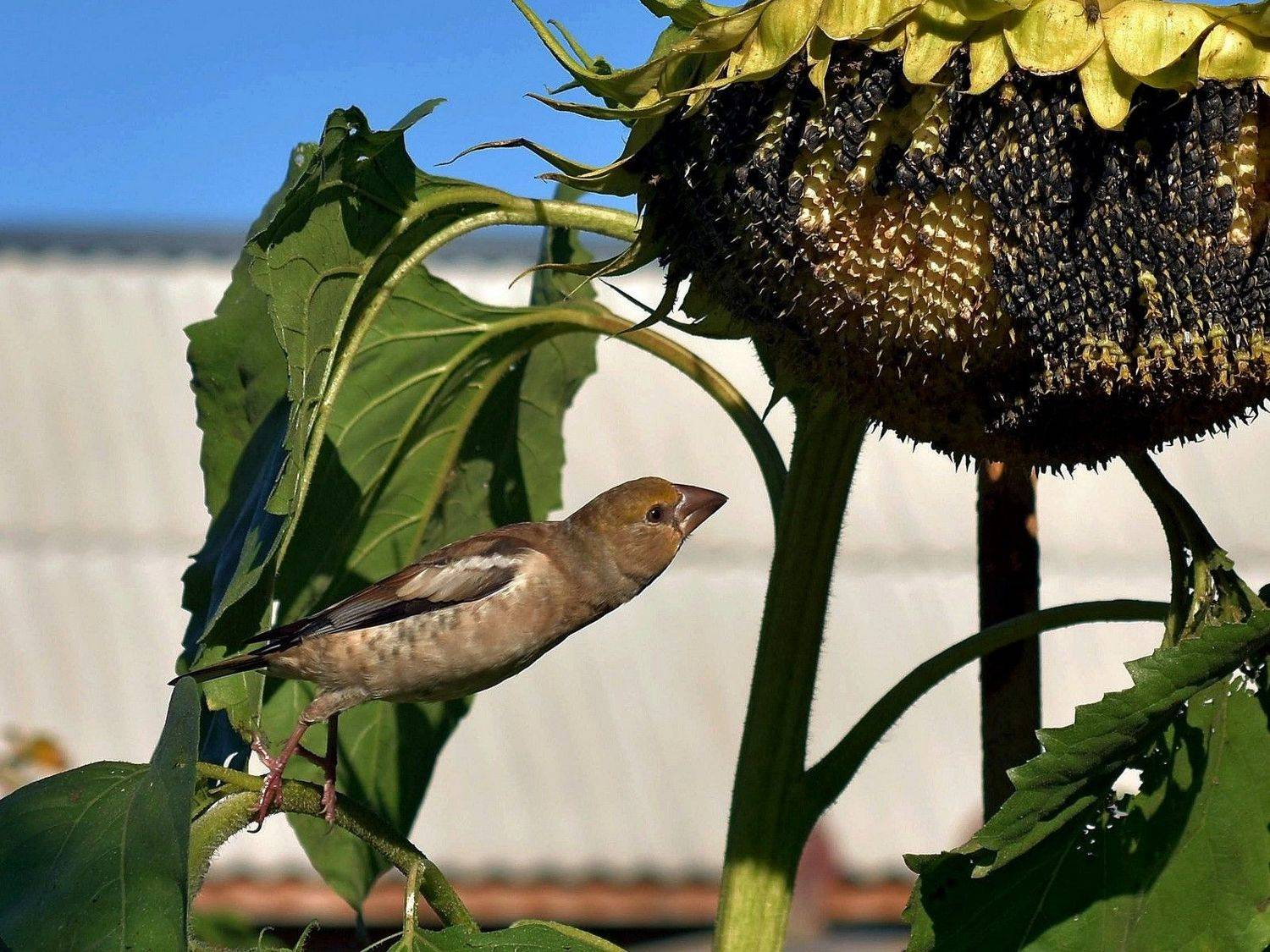 , Андрей Мишин