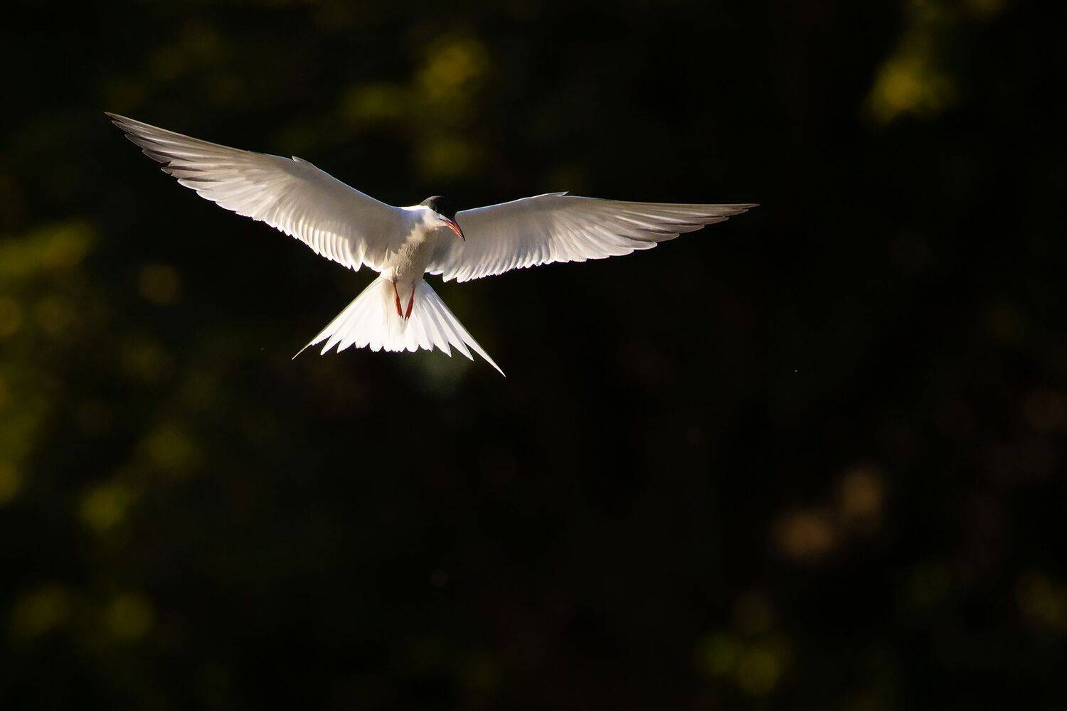 , Robert Adamec