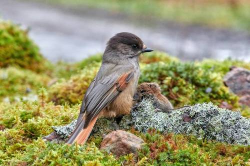 Кукша и лесная мышь