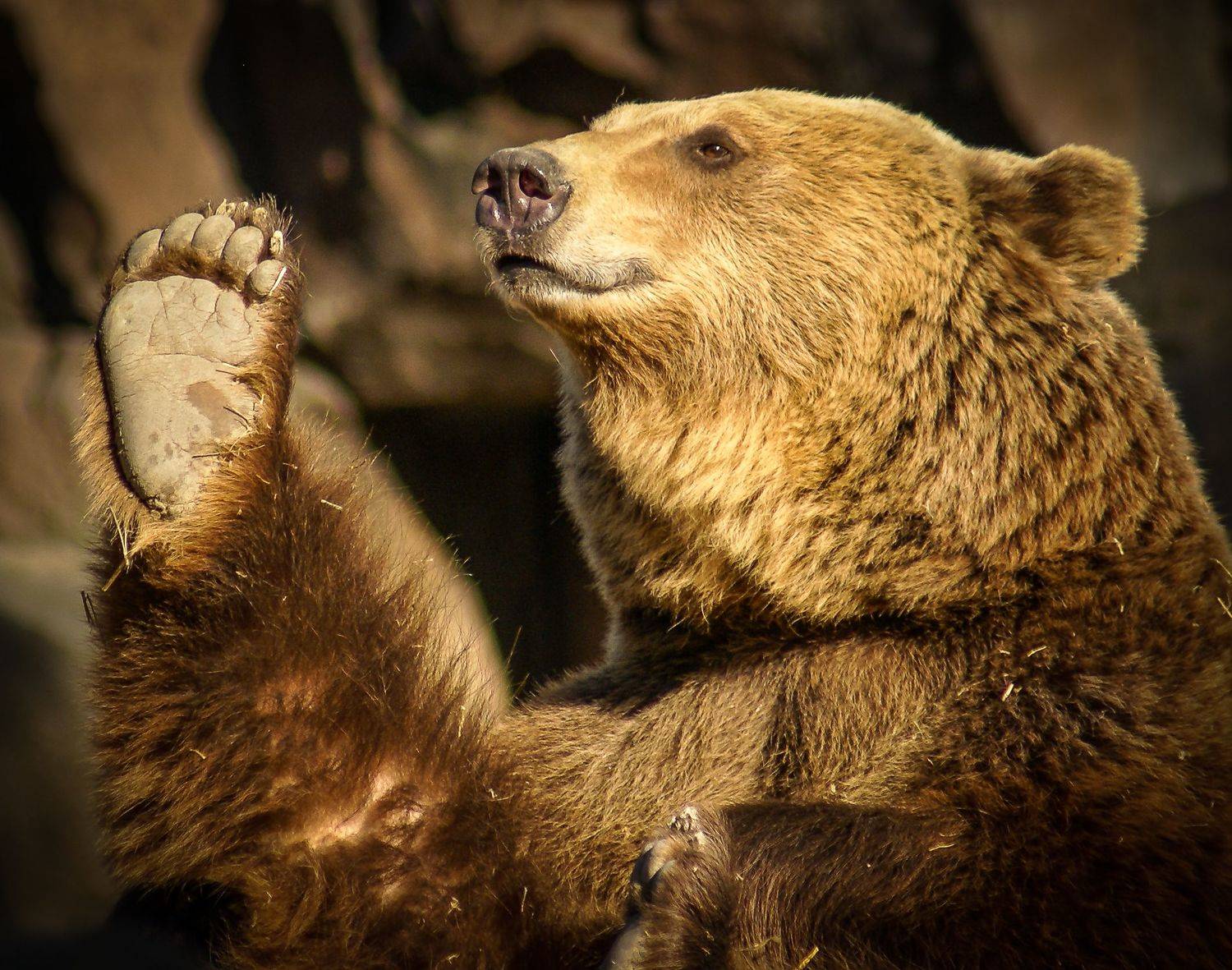 , Максимова Дария