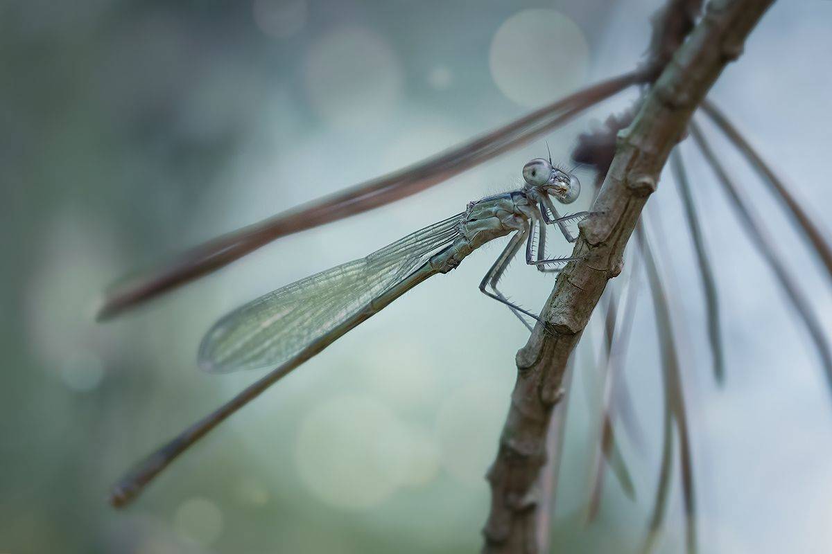 стрекоза, макро, волшебное макро, насекомое, охотник, dragonfly, macro, magic macro, insect, hunter,, Хилько Марина