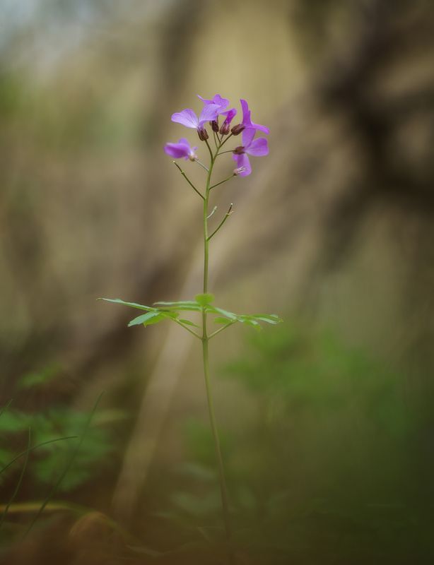 Портреты зубянки фото превью