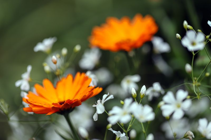 orange,  white flowers,  the garden, nature, close-up orange and white flowers in the garden фото превью