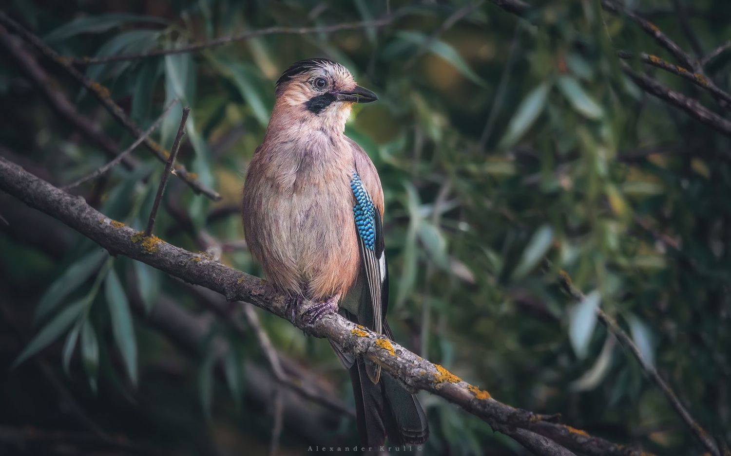 сойка, Круль Александр