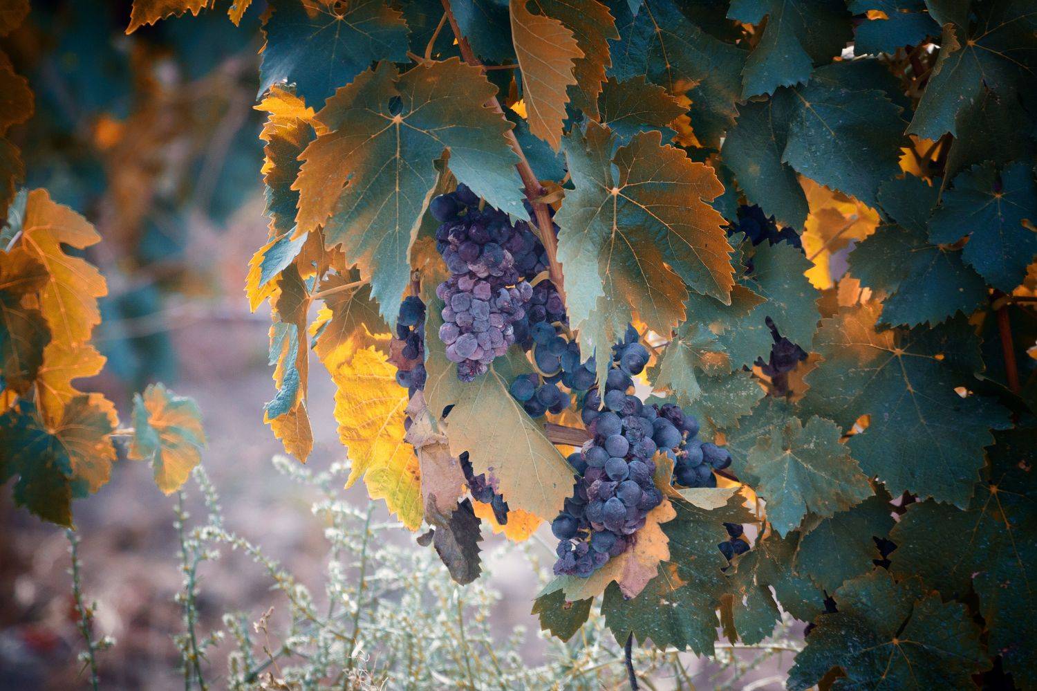 , Светлана Холодняк