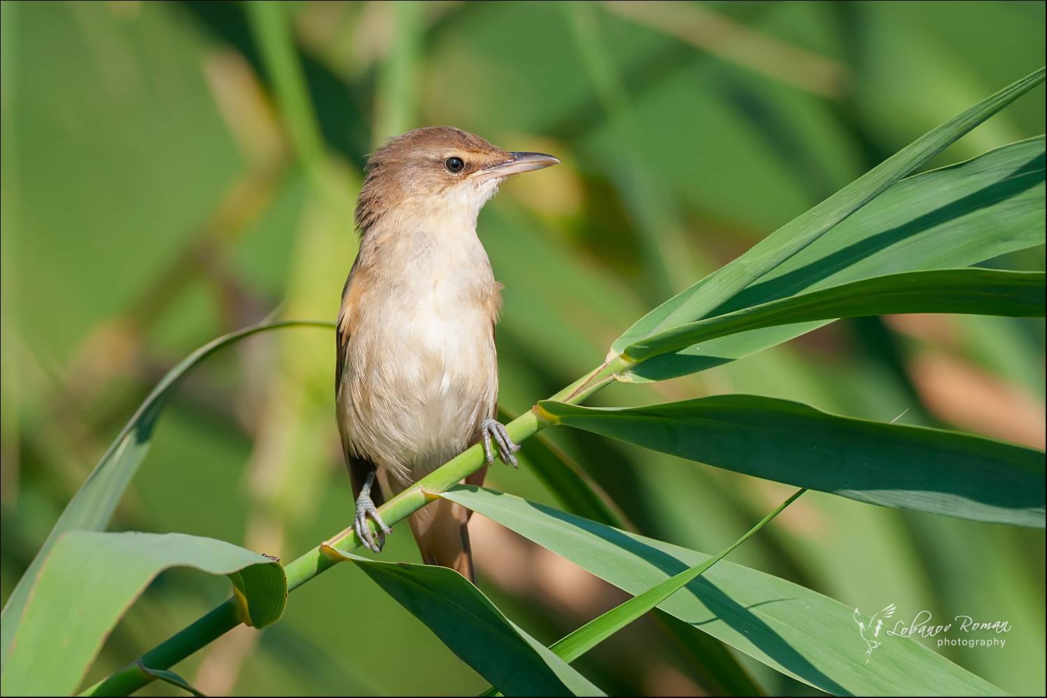 , Лобанов Роман